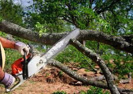 Best Tree Removal  in Lakeside, FL