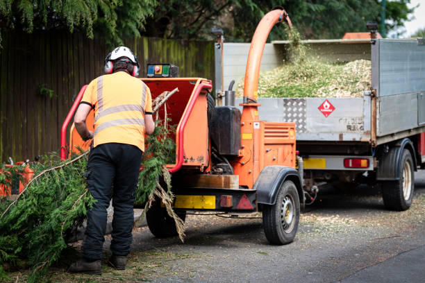 Reliable Lakeside, FL Tree Removal Solutions