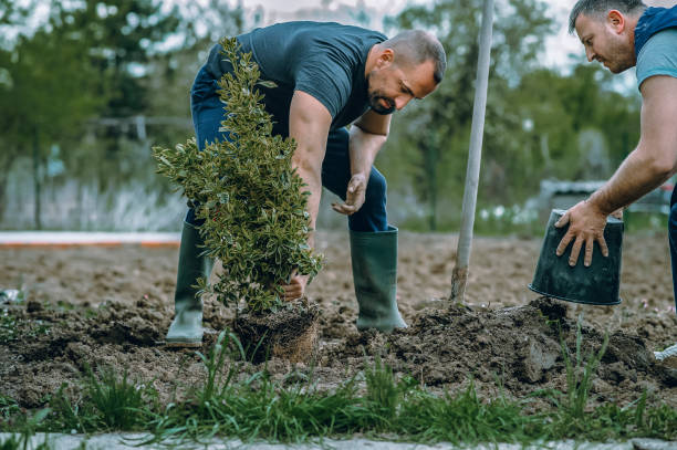  Lakeside, FL Tree Removal Pros