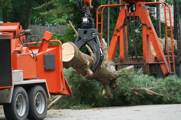 Best Fruit Tree Pruning  in Lakeside, FL