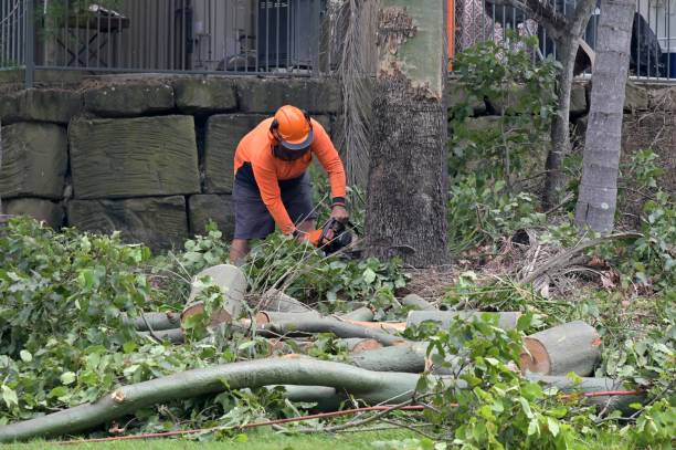 Best Storm Damage Tree Cleanup  in Lakeside, FL